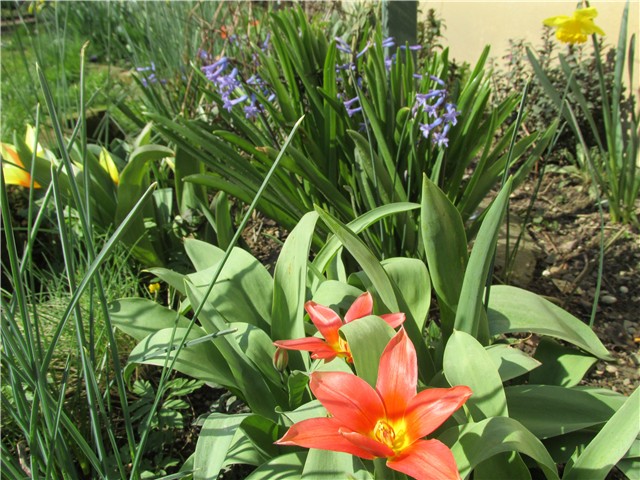 tulipani